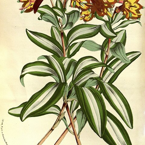 Alstroemeria cunha unspecified picture