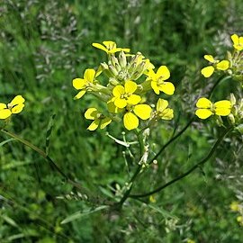 Erysimum diffusum unspecified picture