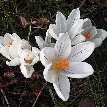 Crocus caspius unspecified picture