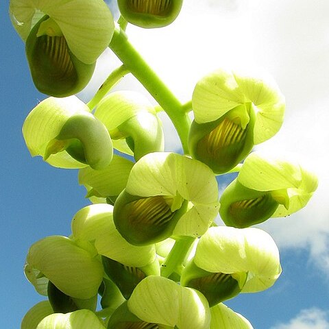 Catasetum luridum unspecified picture