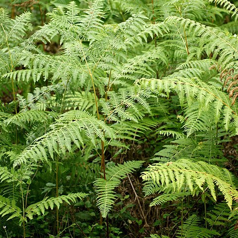 Pteridium unspecified picture