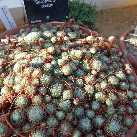 Sempervivum ciliosum unspecified picture