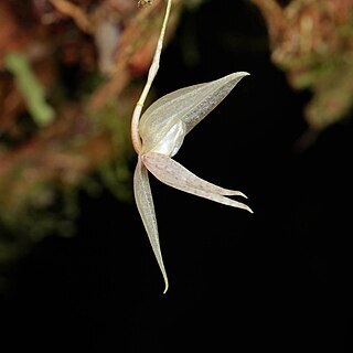 Pleurothallis pulvinaris unspecified picture