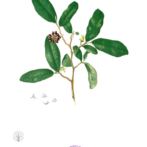 Phaeanthus unspecified picture