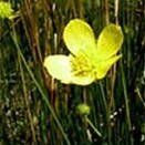 Ranunculus acriformis unspecified picture