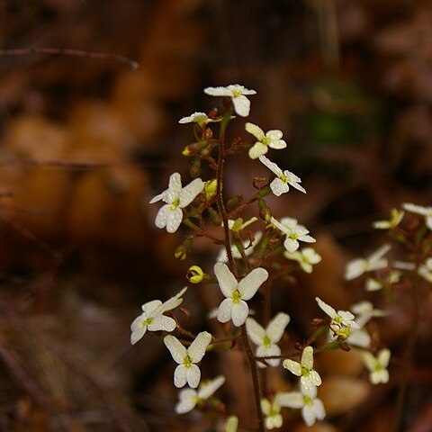 Stylidium ciliatum unspecified picture