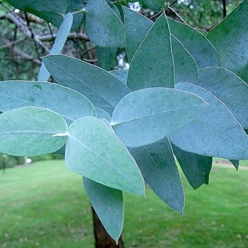 Eucalyptus kartzoffiana unspecified picture