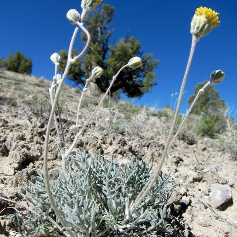 Hymenopappus filifolius var. nanus unspecified picture