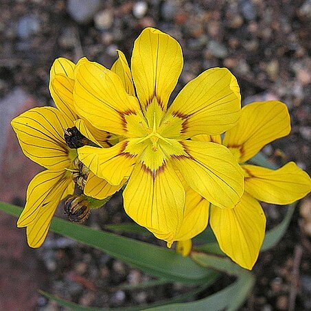 Sisyrinchium macrocarpum unspecified picture