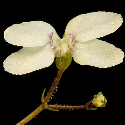 Stylidium perplexum unspecified picture