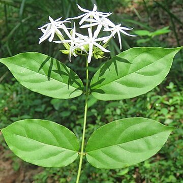 Jasminum coarctatum unspecified picture