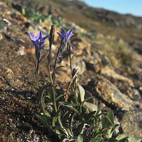 Campanula uniflora unspecified picture