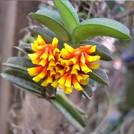 Calyptrochilum aurantiacum unspecified picture