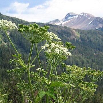 Heracleum lanatum unspecified picture