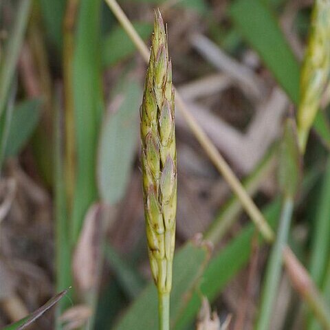 Ischaemum aristatum unspecified picture