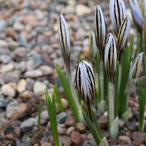 Crocus reticulatus unspecified picture