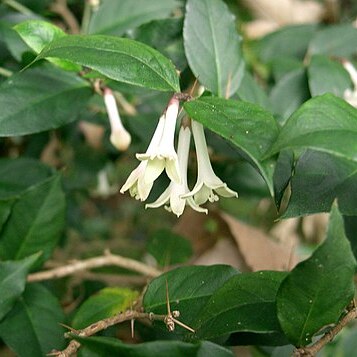 Damnacanthus unspecified picture