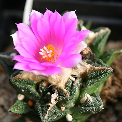 Ariocarpus bravoanus unspecified picture