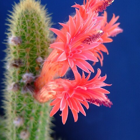 Cleistocactus samaipatanus unspecified picture