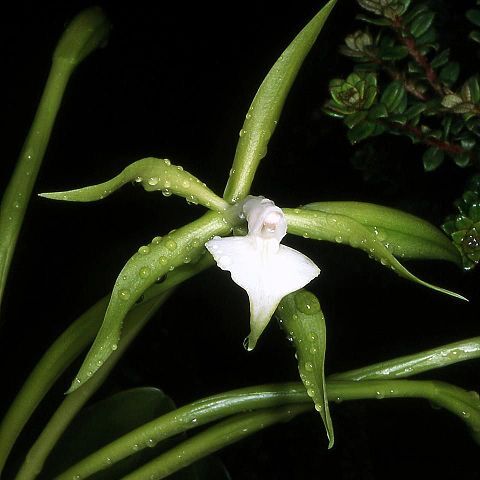 Epidendrum philocremnum unspecified picture