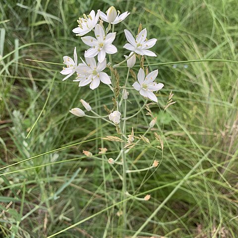 Ornithogalum fischerianum unspecified picture