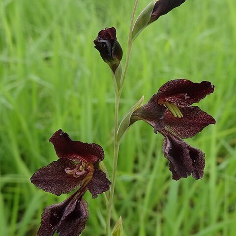 Gladiolus atropurpureus unspecified picture