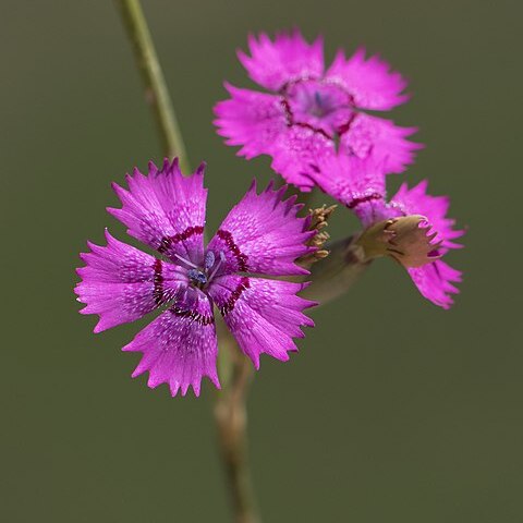 Dianthus zonatus unspecified picture