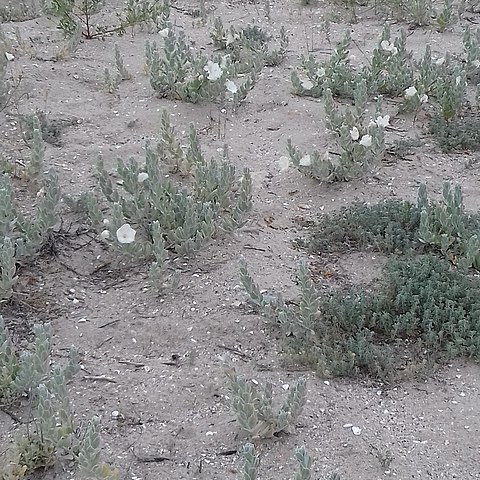 Convolvulus persicus unspecified picture