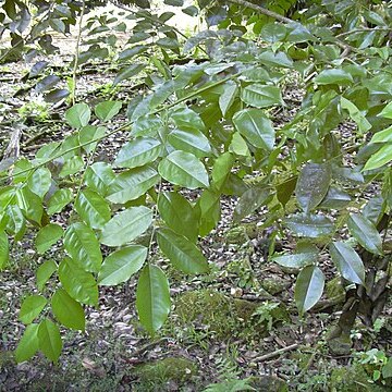 Pterocarpus unspecified picture