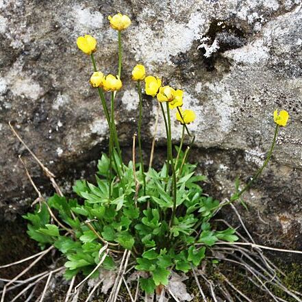 Ranunculus pedatifidus unspecified picture