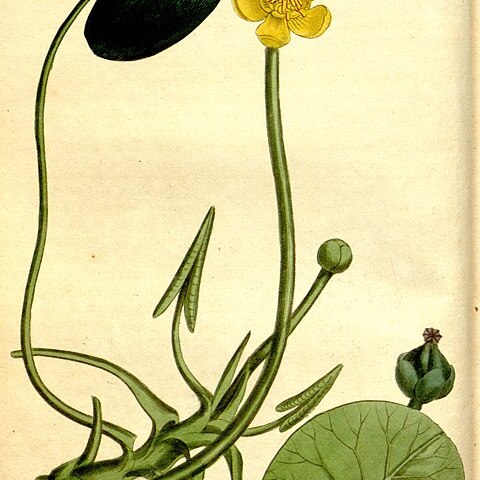 Nuphar microphylla unspecified picture