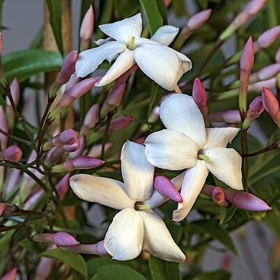 Jasminum polyanthum unspecified picture