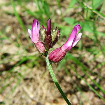 Astragalus vesicarius subsp. vesicarius unspecified picture