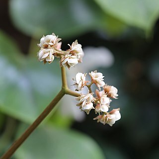 Begonia petasitifolia unspecified picture