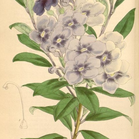 Brunfelsia brasiliensis unspecified picture