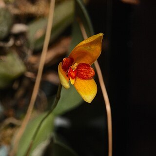 Bulbophyllum ocellatum unspecified picture