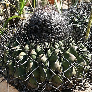 Discocactus diersianus unspecified picture