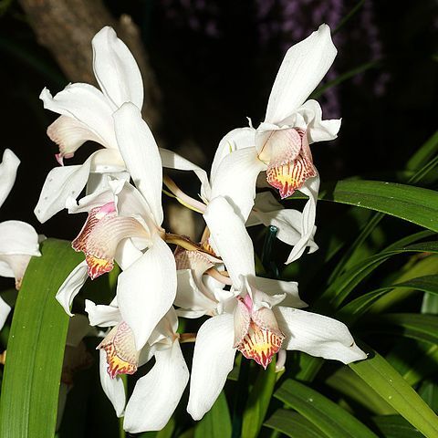 Cymbidium erythrostylum unspecified picture