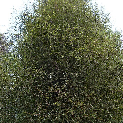 Pittosporum obcordatum unspecified picture