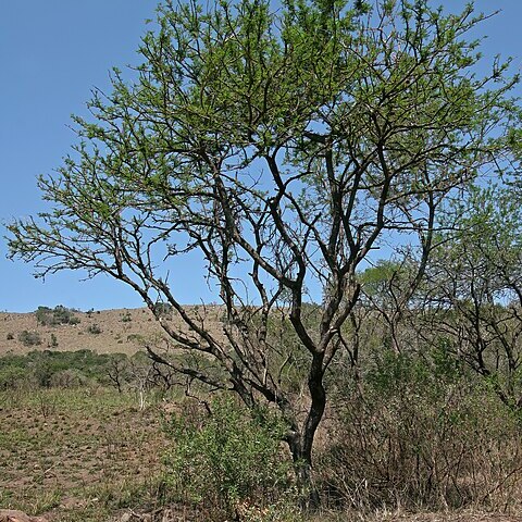 Vachellia natalitia unspecified picture