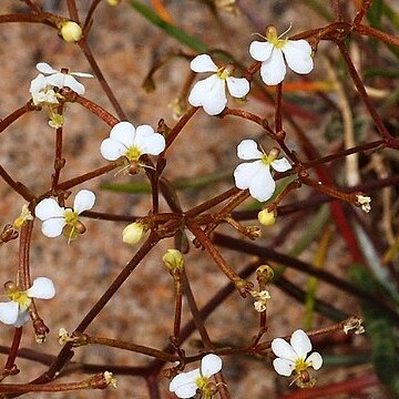 Stylidium divaricatum unspecified picture