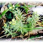 Galium californicum unspecified picture