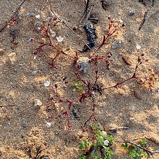 Minuartia thymifolia unspecified picture