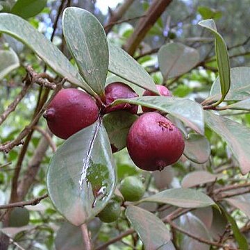 Psidium cattleianum unspecified picture