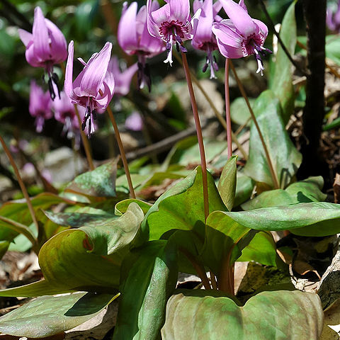 Erythronium japonicum unspecified picture