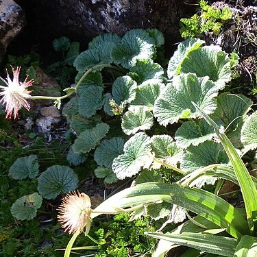 Geum talbotianum unspecified picture