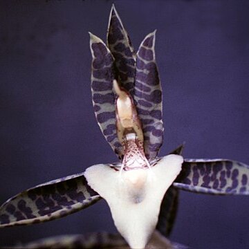 Catasetum deltoideum unspecified picture