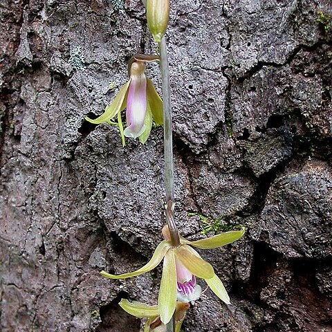 Ania angustifolia unspecified picture