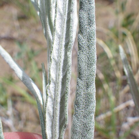 Artemisia longifolia unspecified picture