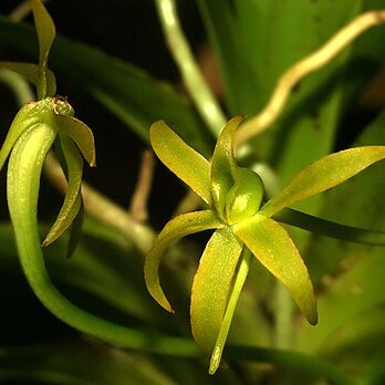 Angraecum ferkoanum unspecified picture